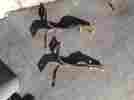 B5c17787a Ford 1956 F100 Truck Rear Bumper Brackets