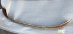 1937 To 1939 Packard Sr Rear Bumper Guard With Trunk Rack Option. Fixed Price $495.00.