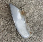 1969 1970 Cadillac Eldorado Rear Bumper End Lh Driver Side. Fixed Price $125.00.